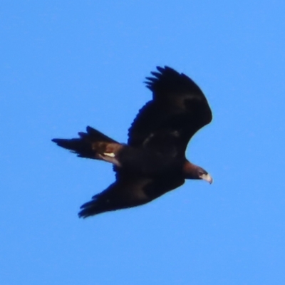 Aquila audax (Wedge-tailed Eagle) at Majors Creek, NSW - 29 Jun 2023 by MatthewFrawley