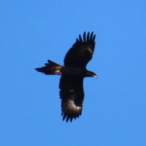 Aquila audax at Majors Creek, NSW - 29 Jun 2023