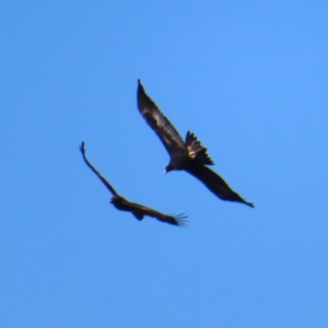 Aquila audax at Majors Creek, NSW - 29 Jun 2023