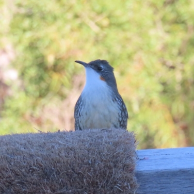 Cormobates leucophaea (White-throated Treecreeper) at Majors Creek, NSW - 29 Jun 2023 by MatthewFrawley