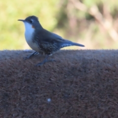 Cormobates leucophaea at Majors Creek, NSW - 29 Jun 2023 02:10 PM