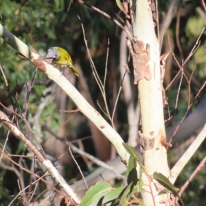 Nesoptilotis leucotis at Majors Creek, NSW - 29 Jun 2023 02:16 PM