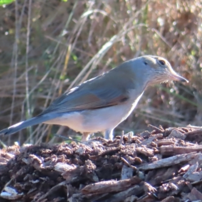 Colluricincla harmonica (Grey Shrikethrush) at Majors Creek, NSW - 29 Jun 2023 by MatthewFrawley