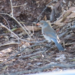 Colluricincla harmonica at Majors Creek, NSW - 29 Jun 2023 02:18 PM