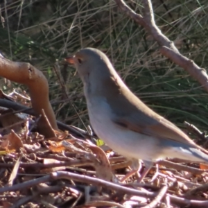 Colluricincla harmonica at Majors Creek, NSW - 29 Jun 2023 02:18 PM