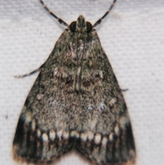 Stericta concisella (A Pyralid moth (Epipaschiinae)) at Sheldon, QLD - 1 Apr 2011 by PJH123