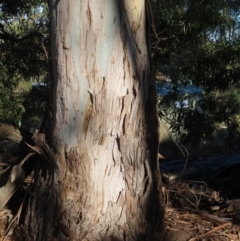 Eucalyptus maidenii at QPRC LGA - 29 Jun 2023 02:23 PM