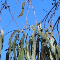 Eucalyptus globulus subsp. maidenii at Majors Creek, NSW - 29 Jun 2023