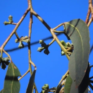 Eucalyptus maidenii at QPRC LGA - 29 Jun 2023 02:23 PM