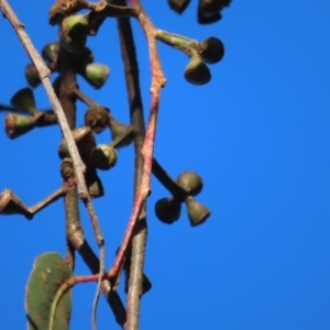 Eucalyptus globulus subsp. maidenii at Majors Creek, NSW - 29 Jun 2023