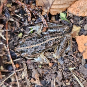 Limnodynastes tasmaniensis at Braidwood, NSW - 5 Jul 2023