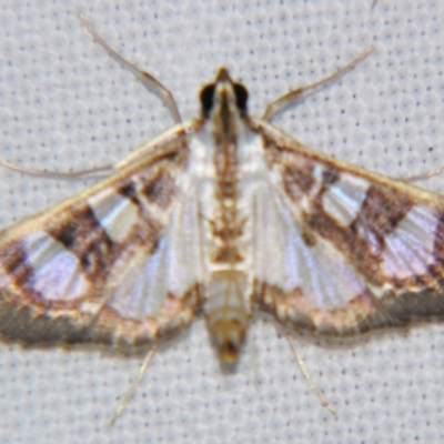 Glyphodes apiospila (Spilomelinae) at Sheldon, QLD - 1 Apr 2011 by PJH123