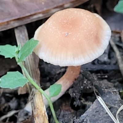 Unidentified Cap on a stem; gills below cap [mushrooms or mushroom-like] at Nambucca Heads, NSW - 5 Jul 2023 by trevorpreston