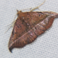 Corgatha ancistrodes (Extreme Hookwing, Boletobiinae) at Sheldon, QLD - 1 Apr 2011 by PJH123