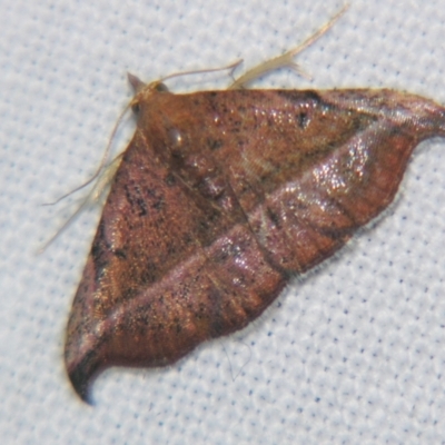 Corgatha ancistrodes (Extreme Hookwing, Boletobiinae) at Sheldon, QLD - 1 Apr 2011 by PJH123