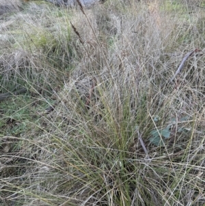 Carex appressa at Yarralumla, ACT - 5 Jul 2023