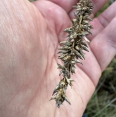 Carex appressa at Yarralumla, ACT - 5 Jul 2023