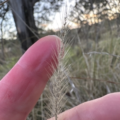 Setaria parviflora (Slender Pigeon Grass) at Molonglo Valley, ACT - 5 Jul 2023 by lbradley