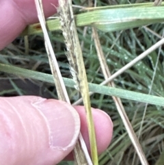 Setaria parviflora at Yarralumla, ACT - 5 Jul 2023 04:36 PM