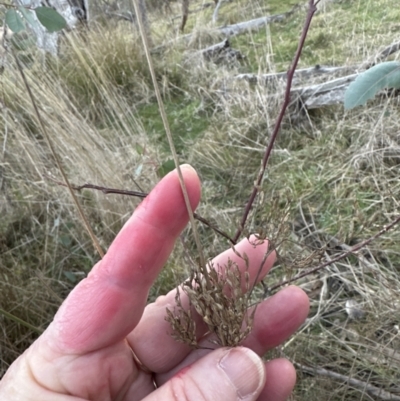 Juncus sp. (A Rush) at Molonglo Valley, ACT - 5 Jul 2023 by lbradley