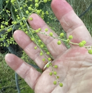 Acacia decurrens at Yarralumla, ACT - 5 Jul 2023