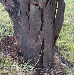 Acacia decurrens at Yarralumla, ACT - 5 Jul 2023 04:47 PM