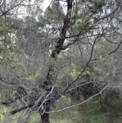 Acacia decurrens at Yarralumla, ACT - 5 Jul 2023