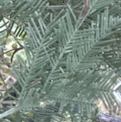 Acacia decurrens at Yarralumla, ACT - 5 Jul 2023