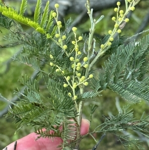 Acacia decurrens at Yarralumla, ACT - 5 Jul 2023