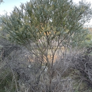 Acacia cultriformis at Yarralumla, ACT - 5 Jul 2023