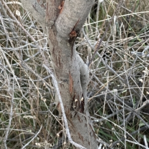 Acacia cultriformis at Yarralumla, ACT - 5 Jul 2023