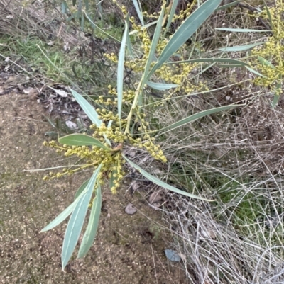 Acacia rubida (Red-stemmed Wattle, Red-leaved Wattle) at Molonglo Valley, ACT - 5 Jul 2023 by lbradley