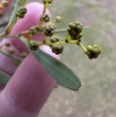 Acacia rubida at Yarralumla, ACT - 5 Jul 2023