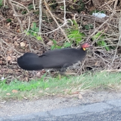 Alectura lathami (Australian Brush-turkey) at Valla Beach, NSW - 5 Jul 2023 by trevorpreston