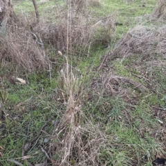 Cynosurus echinatus at Yarralumla, ACT - 5 Jul 2023