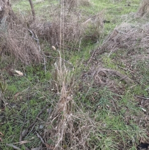 Cynosurus echinatus at Yarralumla, ACT - 5 Jul 2023