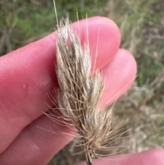 Cynosurus echinatus at Yarralumla, ACT - 5 Jul 2023