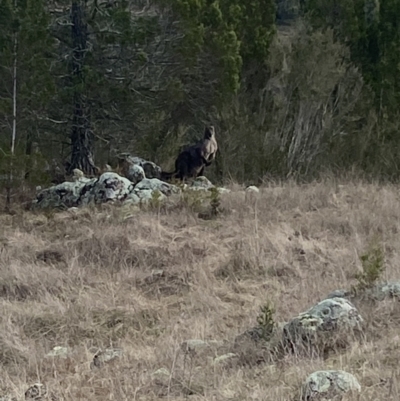 Osphranter robustus robustus (Eastern Wallaroo) at Stromlo, ACT - 5 Jul 2023 by Steve_Bok