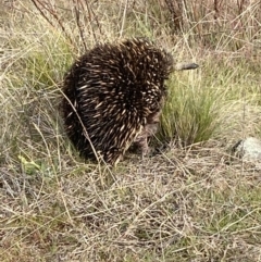 Tachyglossus aculeatus (Short-beaked Echidna) at Stromlo, ACT - 5 Jul 2023 by Steve_Bok