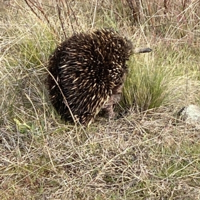 Tachyglossus aculeatus (Short-beaked Echidna) at Stromlo, ACT - 5 Jul 2023 by SteveBorkowskis