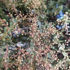 Acacia pravissima at Fadden, ACT - 5 Jul 2023 08:41 AM