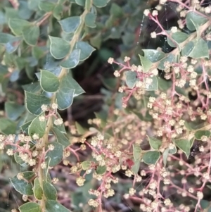 Acacia pravissima at Fadden, ACT - 5 Jul 2023