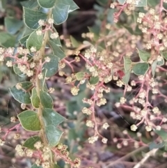 Acacia pravissima at Fadden, ACT - 5 Jul 2023 08:41 AM