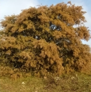 Acacia pravissima at Fadden, ACT - 5 Jul 2023 08:41 AM