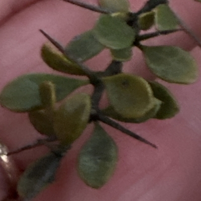 Bursaria spinosa subsp. lasiophylla (Australian Blackthorn) at Molonglo Valley, ACT - 5 Jul 2023 by lbradley