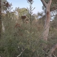 Bursaria spinosa subsp. lasiophylla at Yarralumla, ACT - 5 Jul 2023 05:17 PM