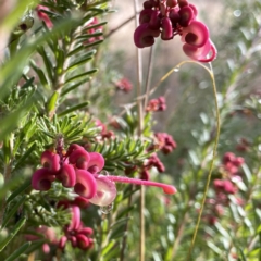 Grevillea lanigera (Woolly Grevillea) at Jerrabomberra, NSW - 5 Jul 2023 by Wandiyali