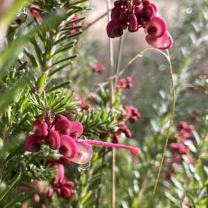 Grevillea lanigera at Jerrabomberra, NSW - suppressed