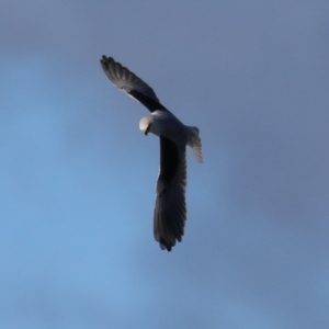 Elanus axillaris at Fyshwick, ACT - 5 Jul 2023