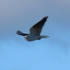 Elanus axillaris at Fyshwick, ACT - 5 Jul 2023